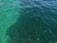 The image captures the clear waters of the ocean or a large body of water. The water near the surface appears to be a lighter shade of green, transitioning to a darker green as it gets deeper. Small fish or marine life can be seen swimming underwater.