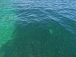 The image depicts a body of clear water with visible dark green aquatic plants beneath the surface. The water shows a gentle movement, indicated by small ripples across the surface.