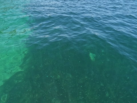 The image depicts a body of clear water with visible dark green aquatic plants beneath the surface. The water shows a gentle movement, indicated by small ripples across the surface.
