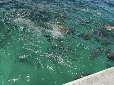 Clear water with visible fish swimming beneath the surface, creating ripples and splashes. The sunlight sparkles on the surface, adding to the vibrant scene.