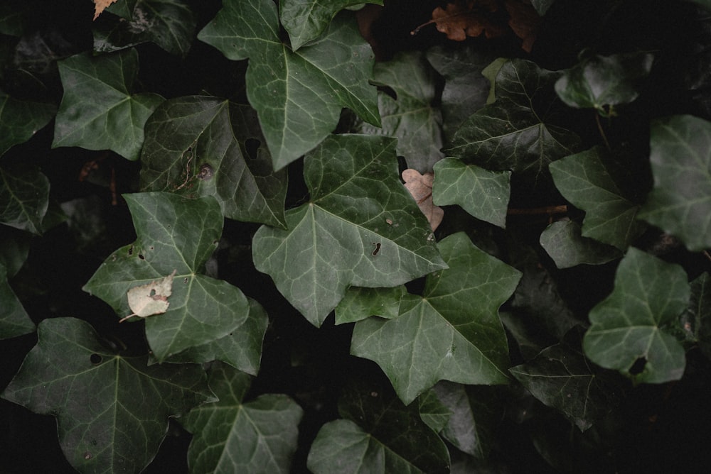 a group of green leaves