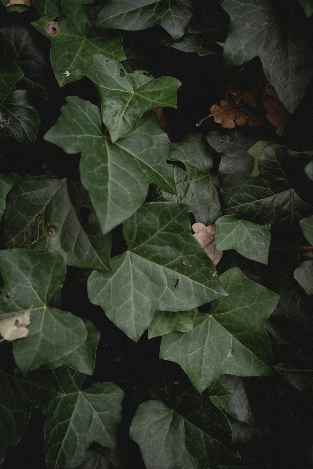 a group of green leaves