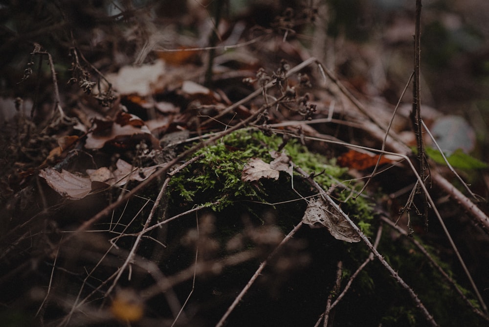 a close up of some twigs