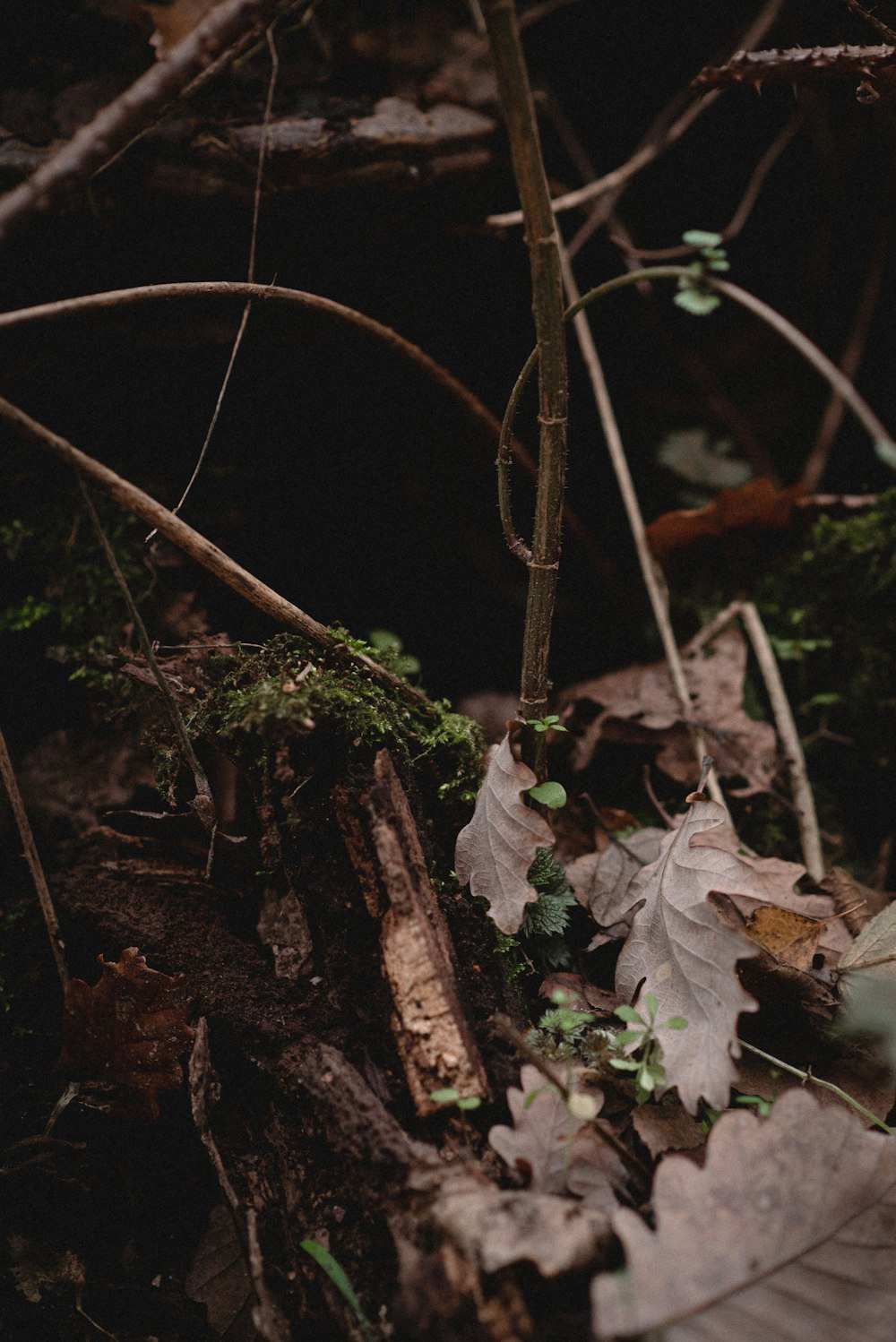 a tree with many leaves