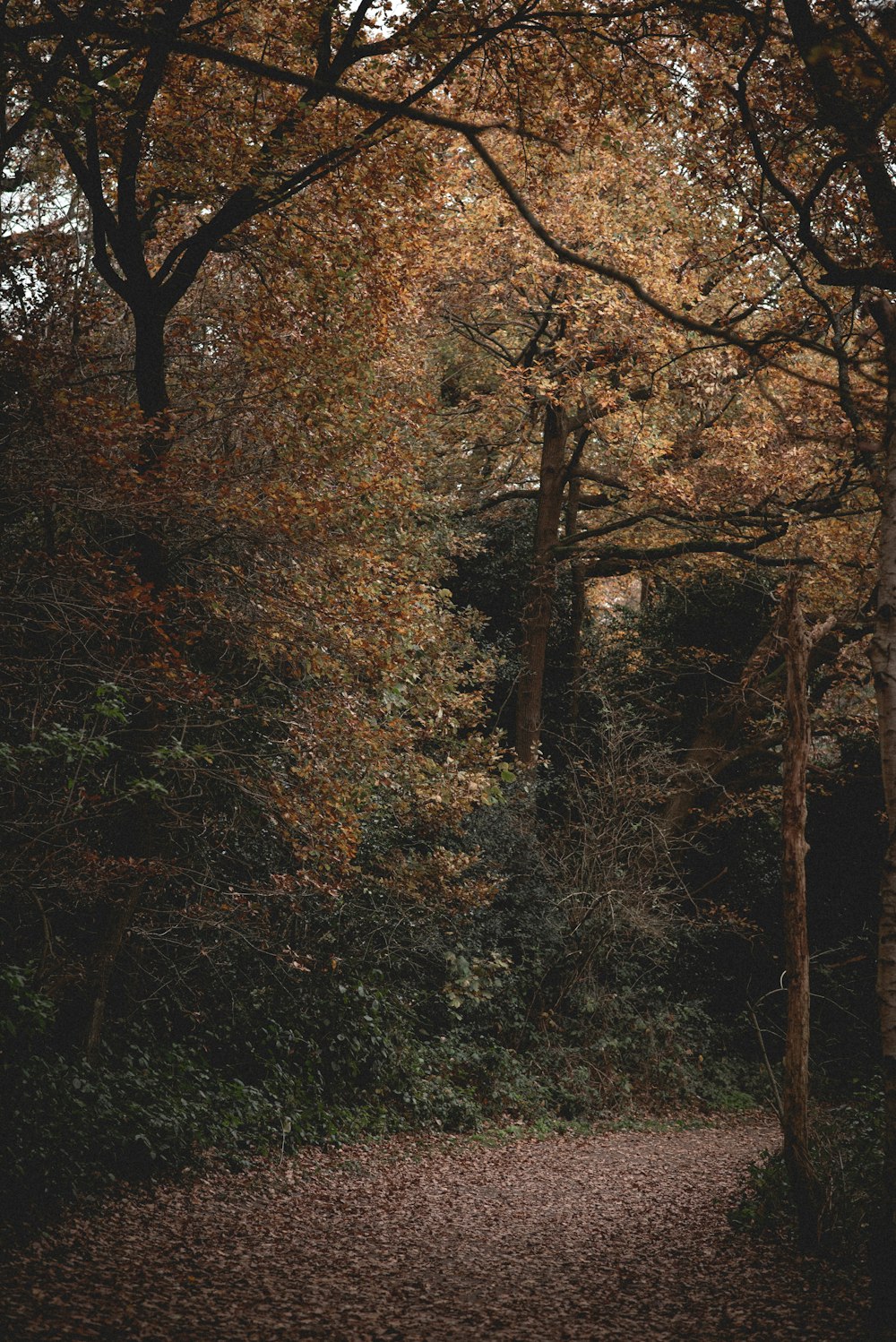 a path through a forest