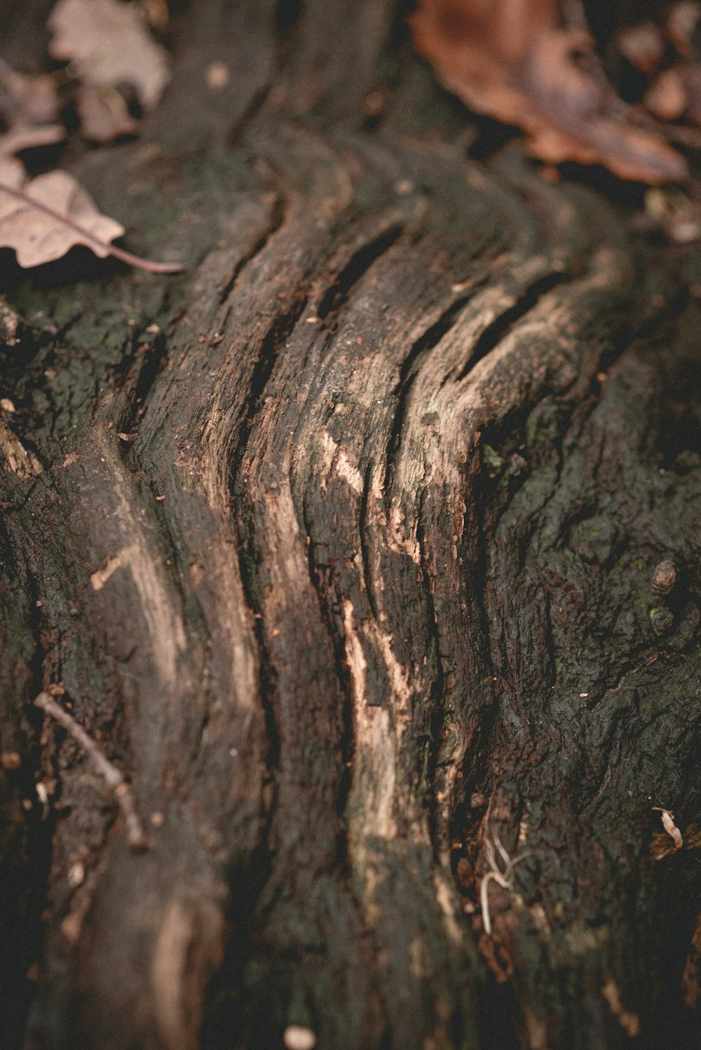 un primo piano di un tronco d'albero