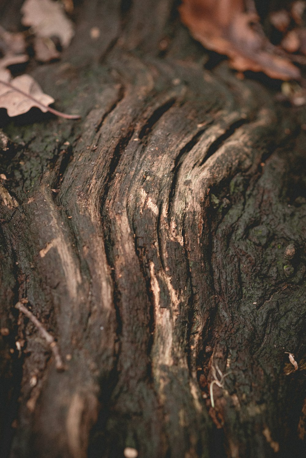 Un primer plano del tronco de un árbol