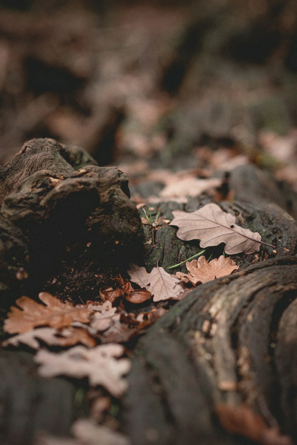 a close up of some leaves