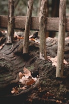 A rustic wooden fence composed of vertical planks weathered by time is set on a moss-covered, gnarled piece of timber. Fallen autumn leaves, predominantly brown, are scattered across the scene, adding a natural and earthy texture. The background is out of focus, implying a forested area with a serene and untouched ambiance.