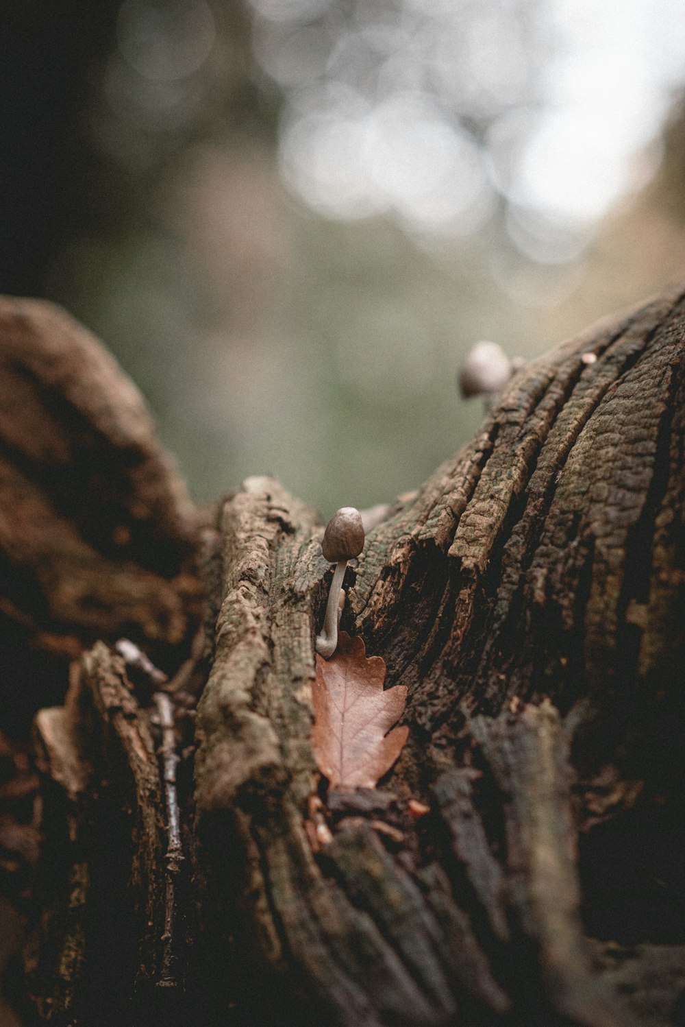 a close up of a tree trunk