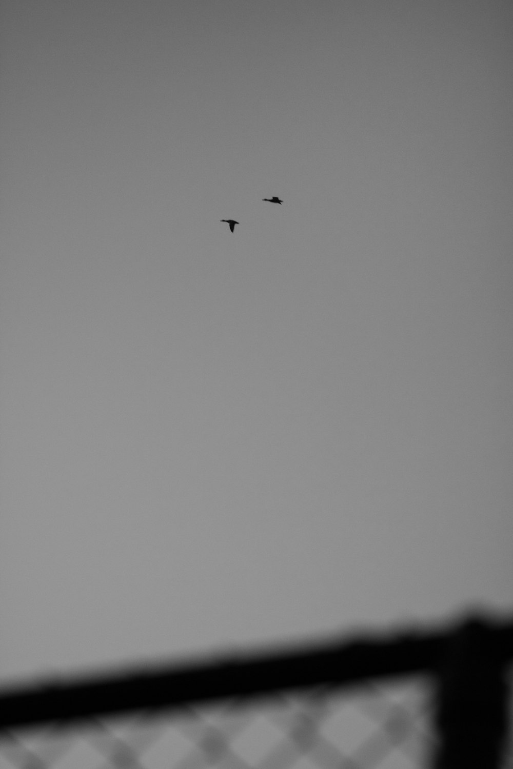 a couple of birds flying in the sky
