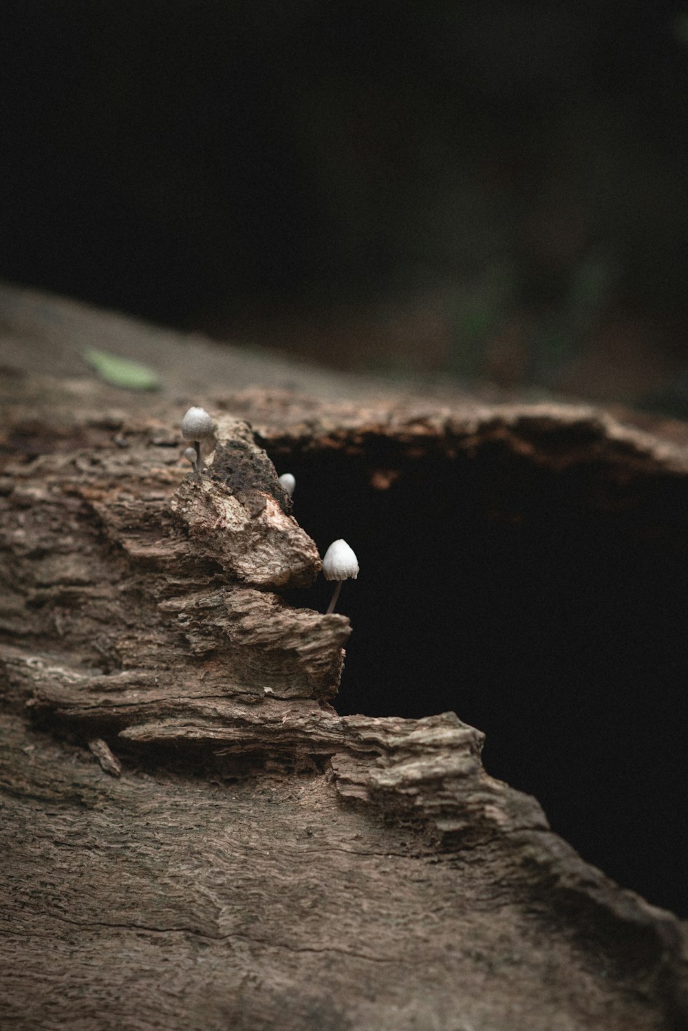 a lizard on a log