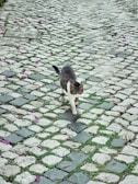 A small cat with a mix of brown, black, and white fur is walking on a cobblestone path. The path is interspersed with patches of green grass growing between the stones and is dotted with scattered purple petals.