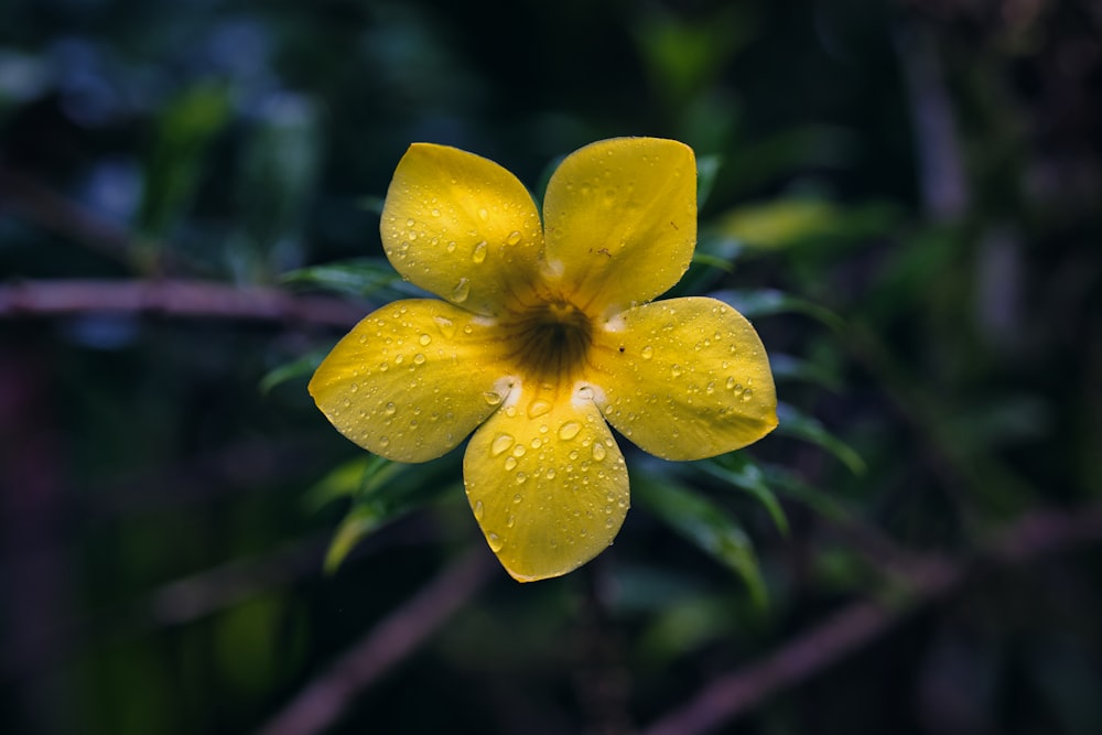 a yellow flower with a black center