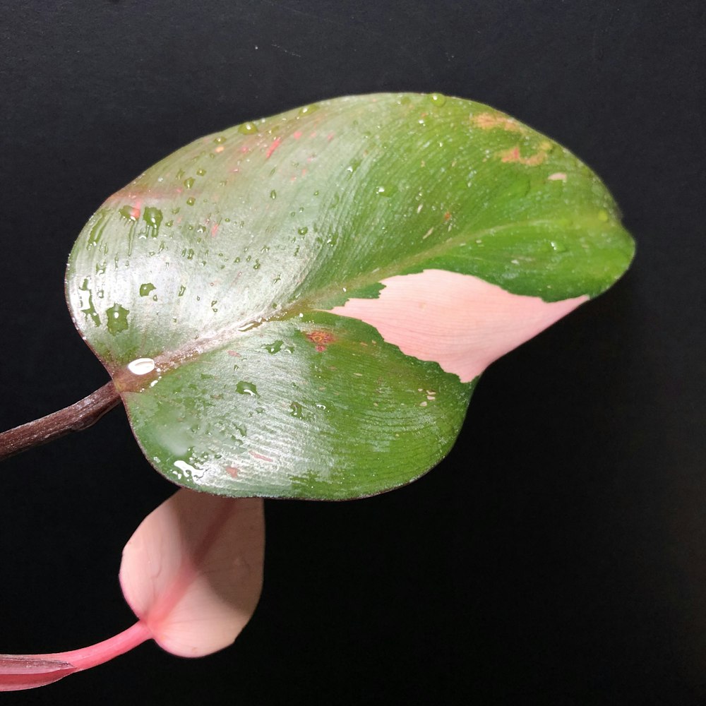 a close up of a leaf