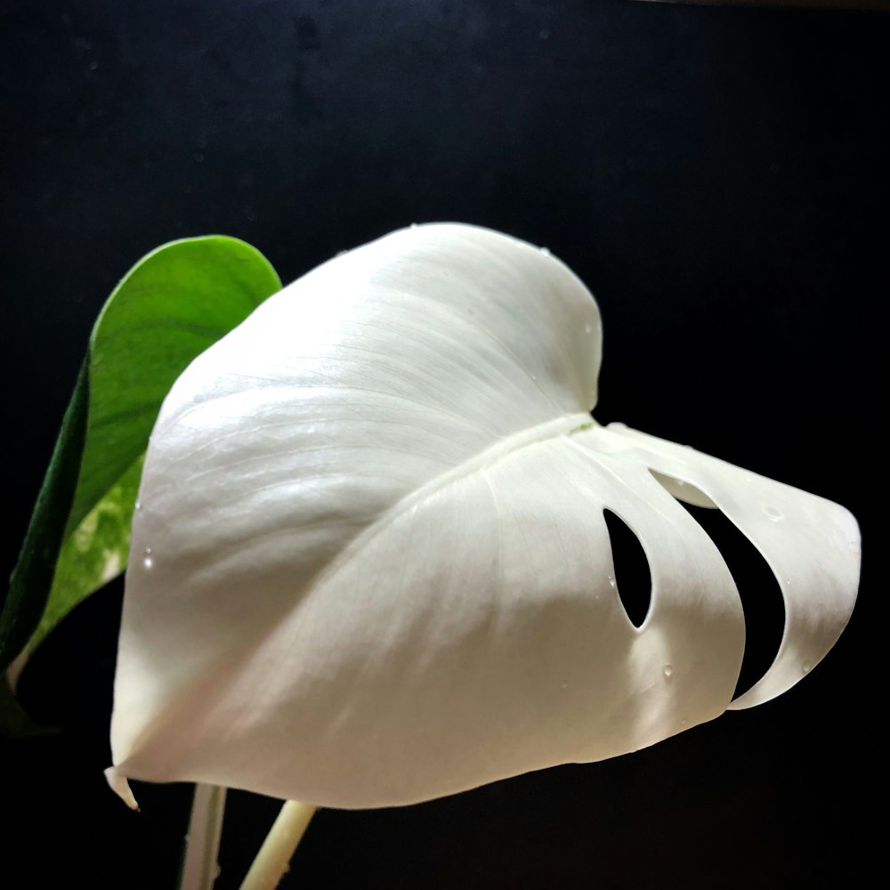 a white flower with a green stem