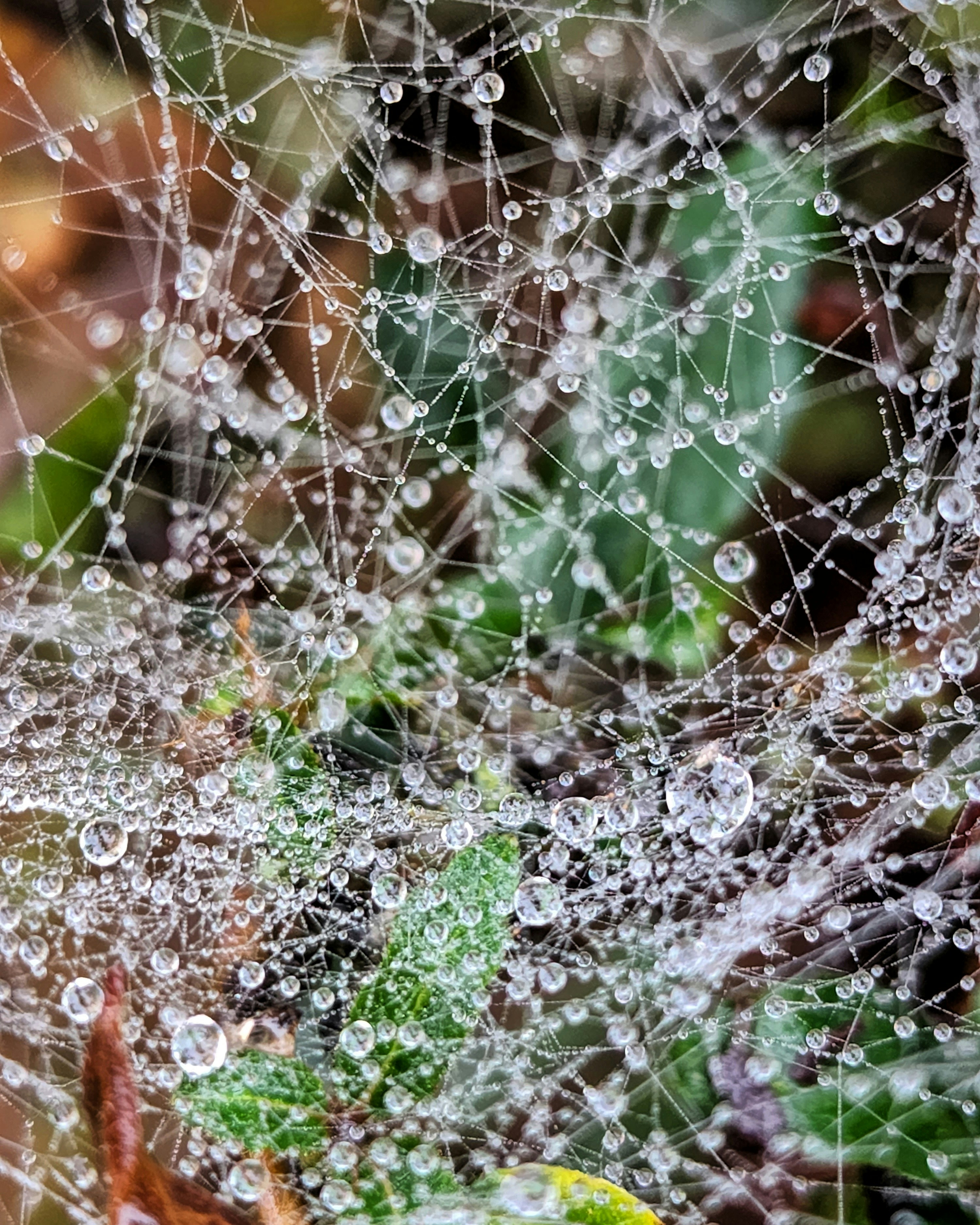 Close-up macro photograph of an iridescent dewdrop on a spider web in morning light