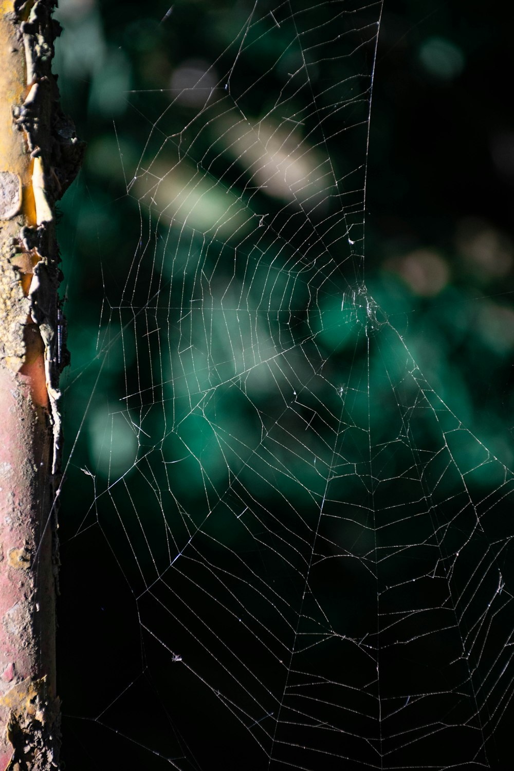 a spider web with a spider web