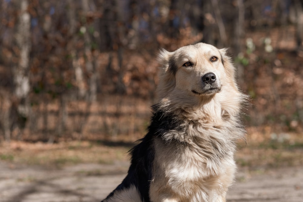 Un perro sentado afuera