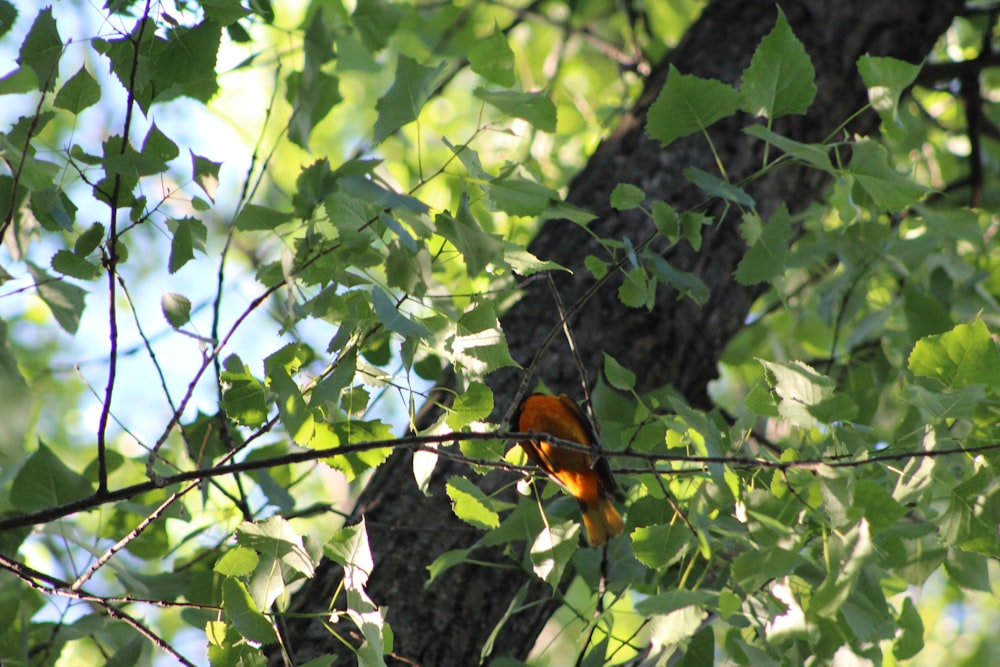 a couple of birds sit in a tree