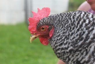 A close-up image of a chicken with black and white barred feathers, distinct red comb, and attentive eyes. The background is a blurred grassy area, suggesting an outdoor setting.