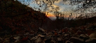The image captures a serene forest scene during sunset. Trees with sparse leaves frame the bright, colorful sky as the sun sets on the horizon. Fallen leaves and rocks cover the forest floor, adding texture to the foreground.