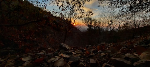 The image captures a serene forest scene during sunset. Trees with sparse leaves frame the bright, colorful sky as the sun sets on the horizon. Fallen leaves and rocks cover the forest floor, adding texture to the foreground.