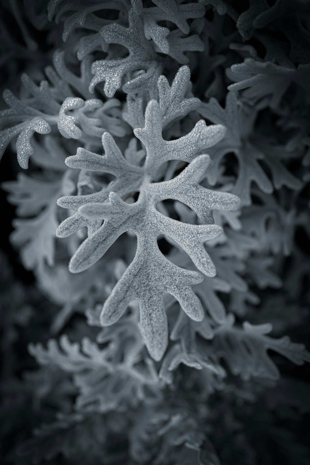 a close up of a star