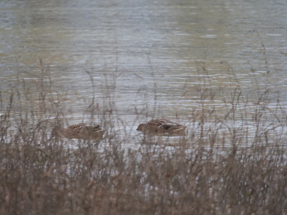 a group of animals in a body of water