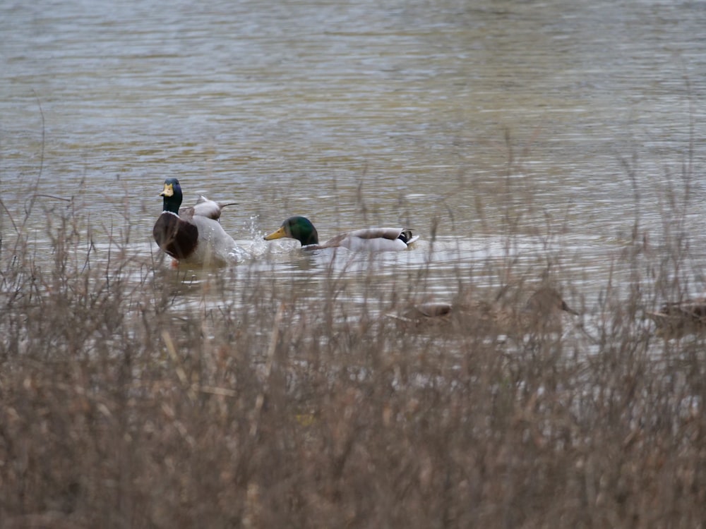 ducks swimming in water