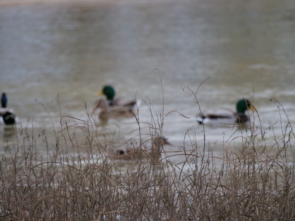 ducks in a pond