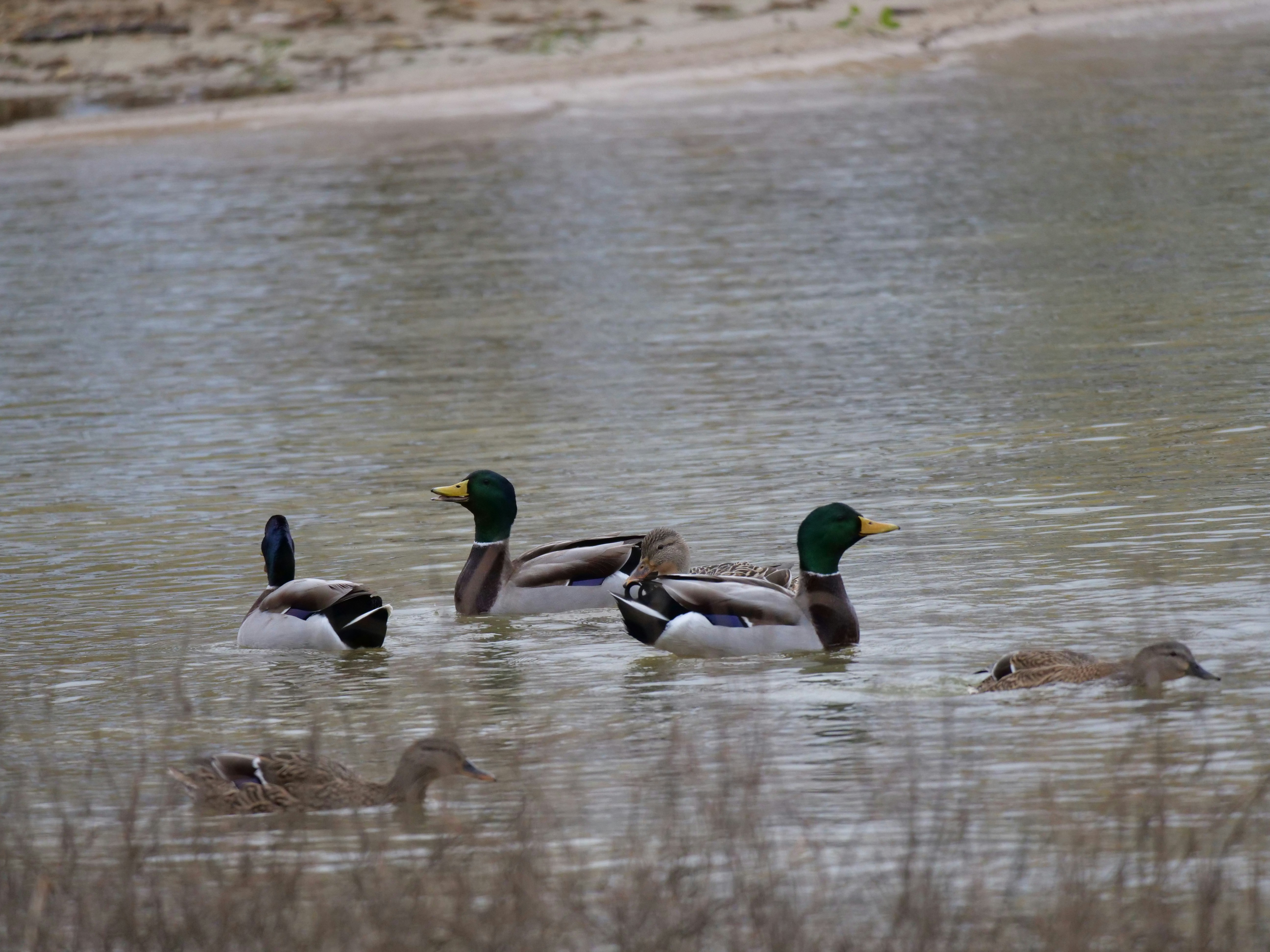 Eine Gruppe von Enten schwimmt in einem See