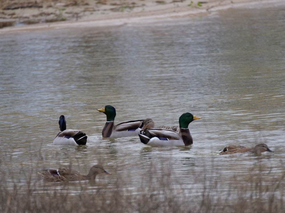 a group of ducks swimming in a lake