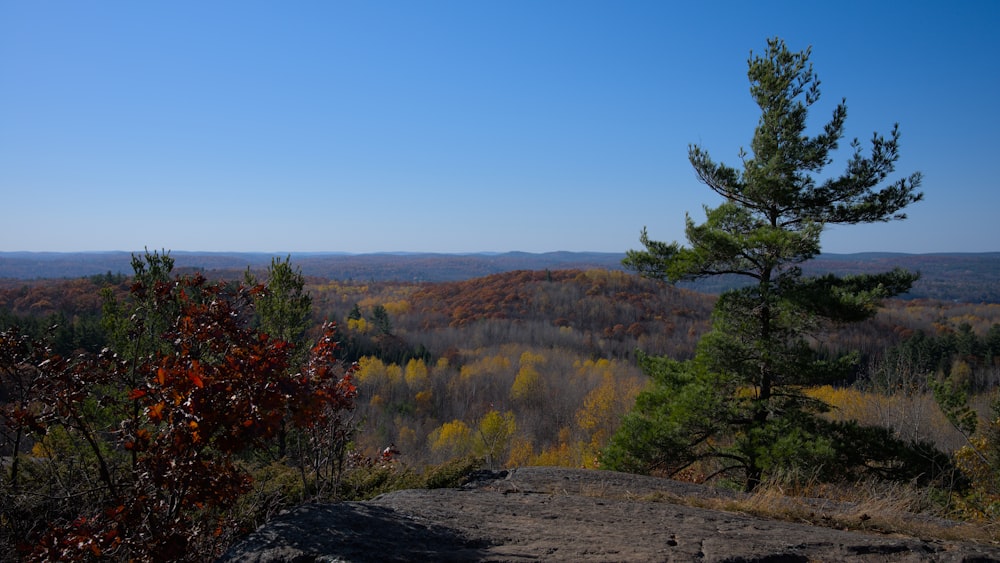 a landscape with trees and bushes