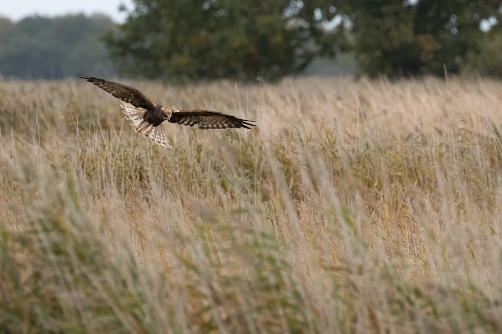 a bird flying over a field