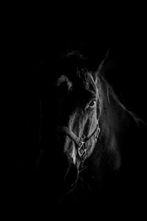 a black horse with a long mane