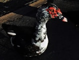 A Muscovy duck stands on a textured surface, partially bathed in shadow. It has a distinctive red, bumpy face with contrasting black and white plumage that catches the light.