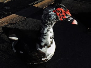 A Muscovy duck stands on a textured surface, partially bathed in shadow. It has a distinctive red, bumpy face with contrasting black and white plumage that catches the light.