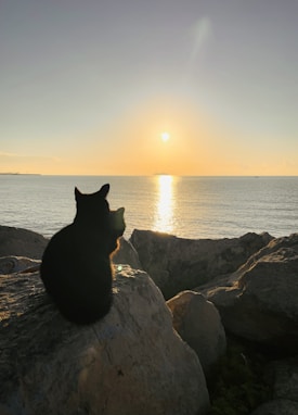 A silhouette of a cat perched on rocks by the sea, gazing at the sunset. The sky is clear with warm hues as the sun sets over the horizon, casting a reflective glow on the water.