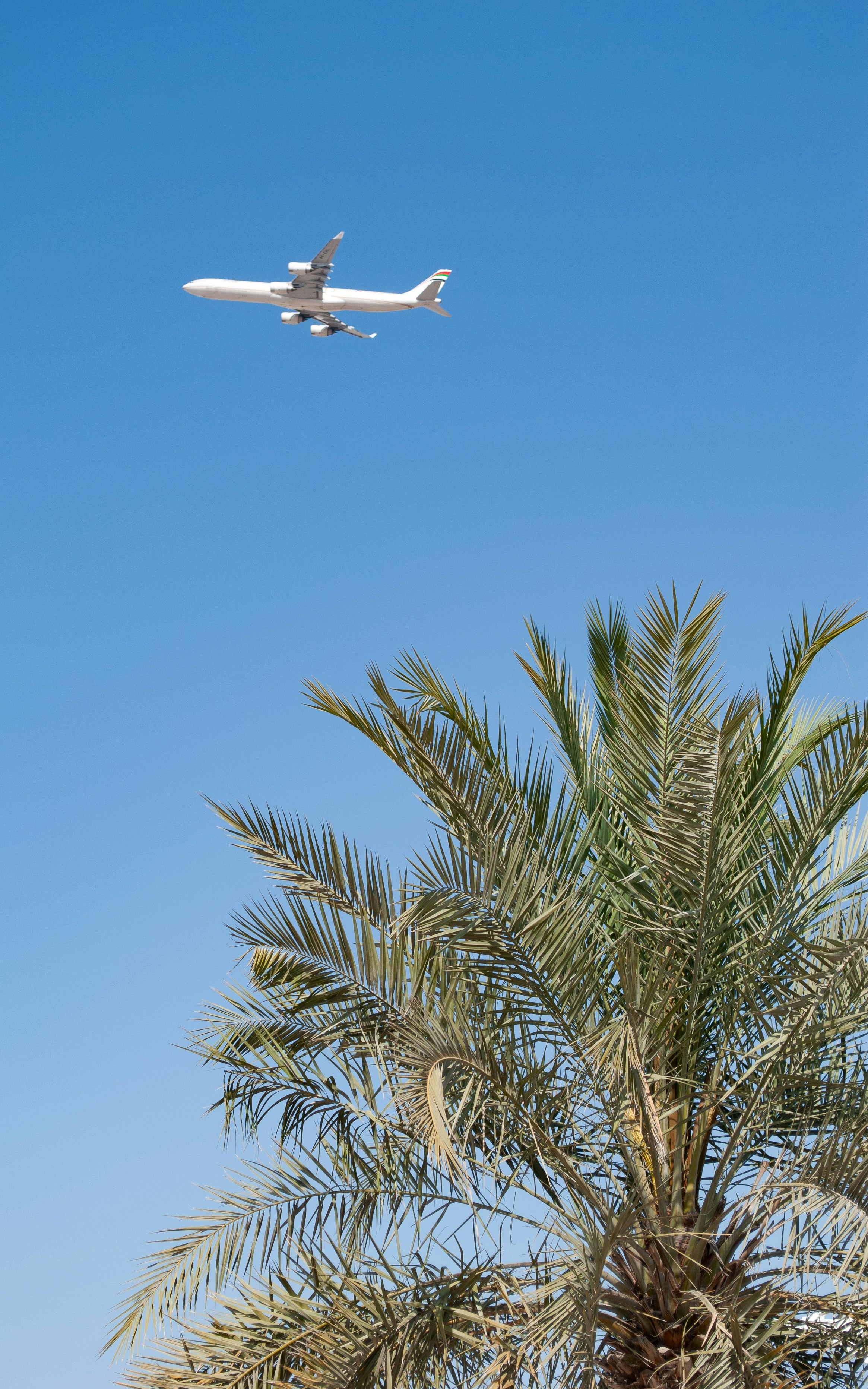 an airplane flying over a palm tree
