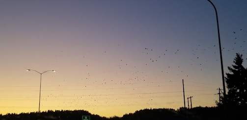 A flock of birds flying over a forested area at dusk.