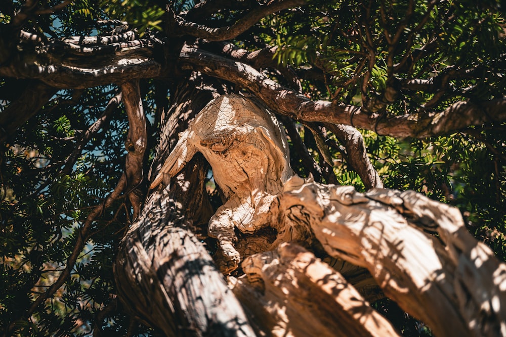 30,000+ Bonsai Tree Pictures  Download Free Images on Unsplash