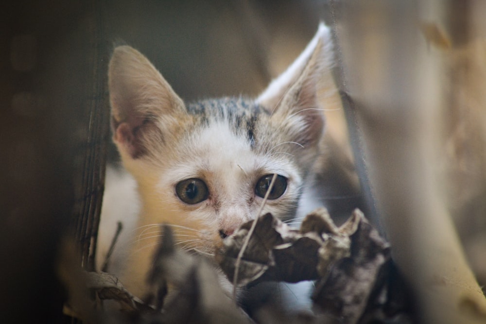 Un gato con cabeza de pájaro