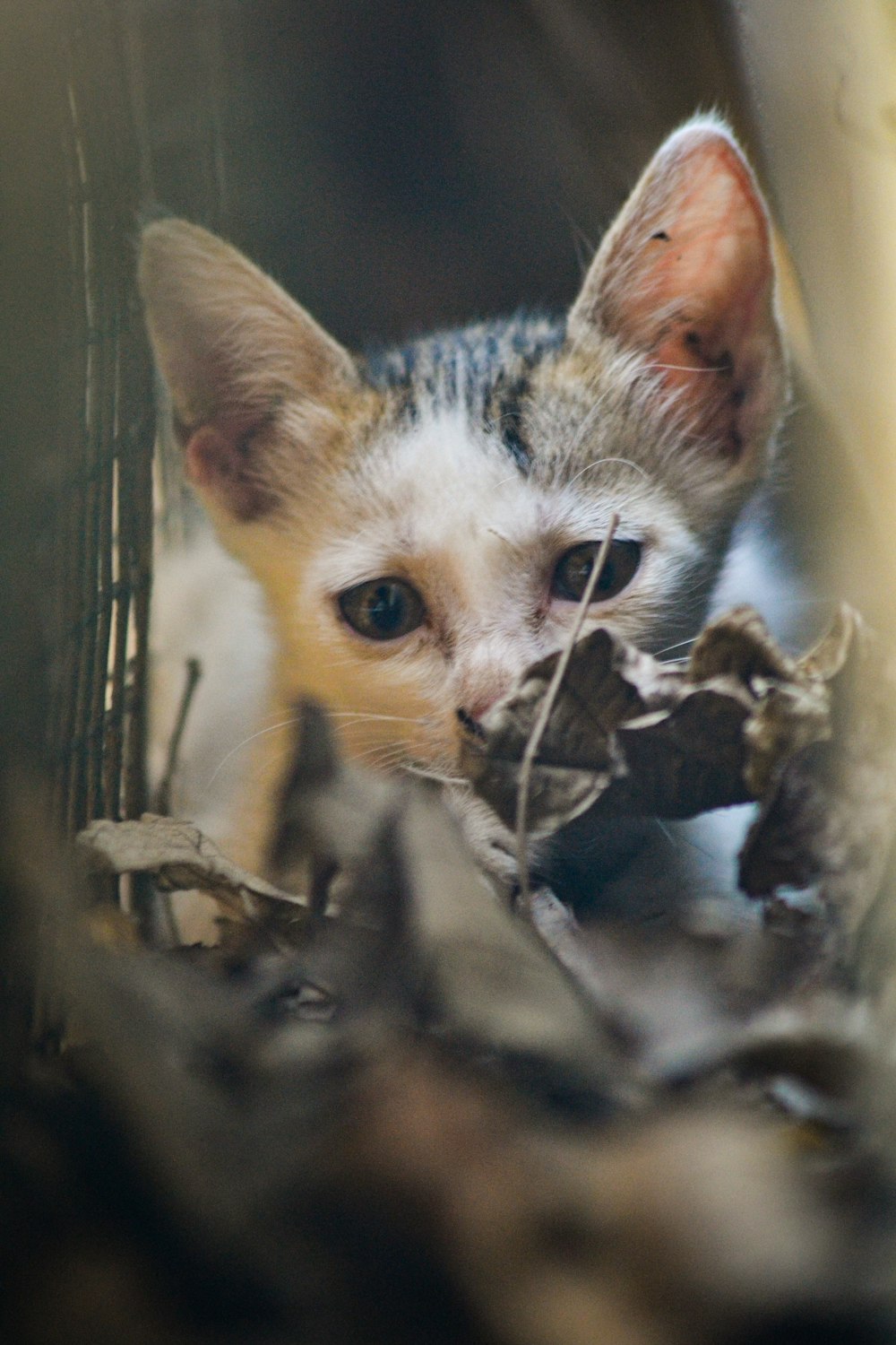 a cat with a spider in its mouth