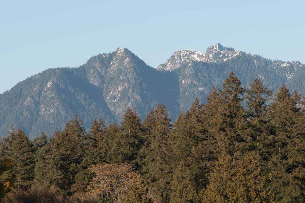 a group of trees with mountains in the background