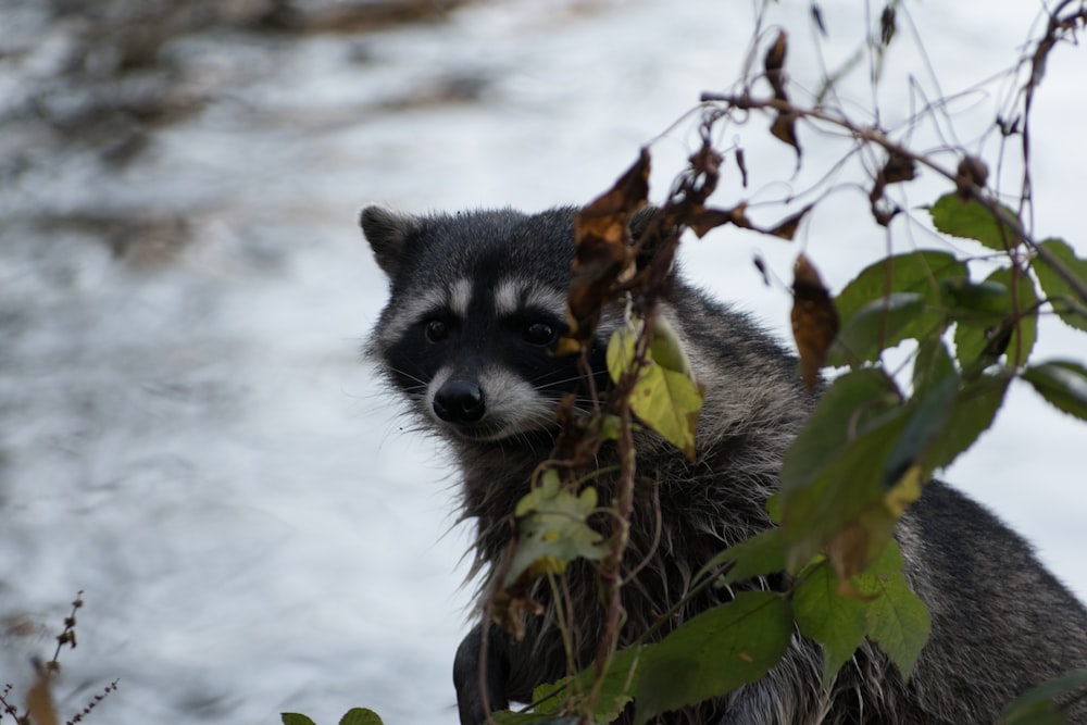 a raccoon in a tree