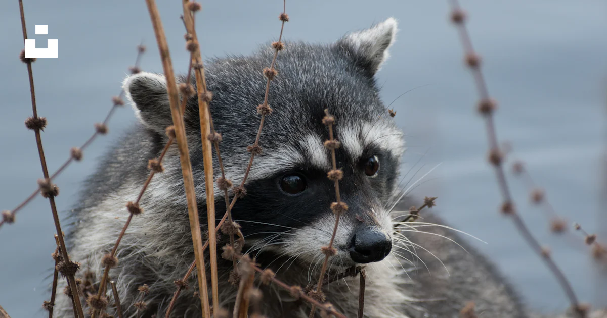 木の中のアライグマの写真 – Unsplashの無料カナダ写真