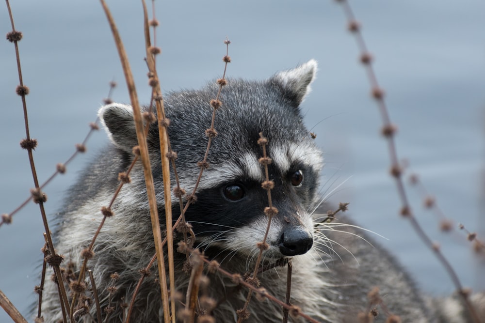 a raccoon in a tree