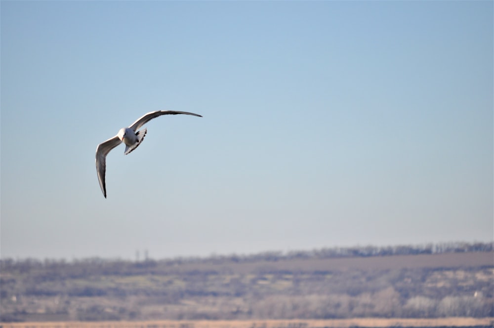 a bird flying in the sky