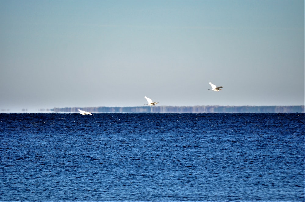 birds flying over water